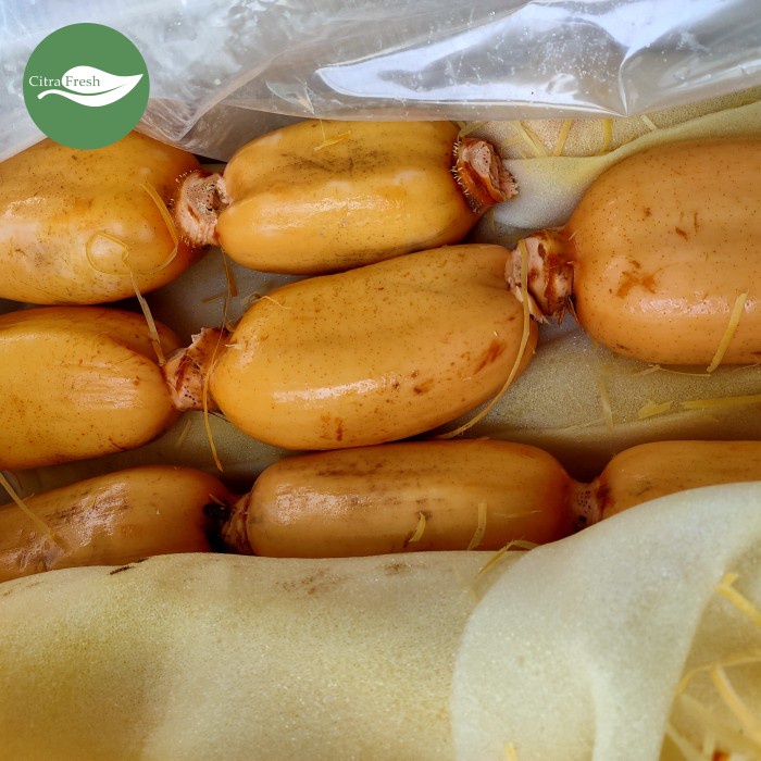 

SALE !!! AKAR TERATAI LOTUS READYY