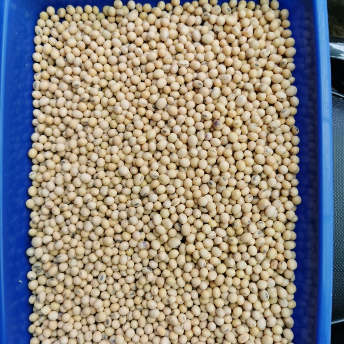 

SALE !!! KACANG KEDELAI AMERIKA SUPER BERSIH 1KRG 25KG KARGO READYY