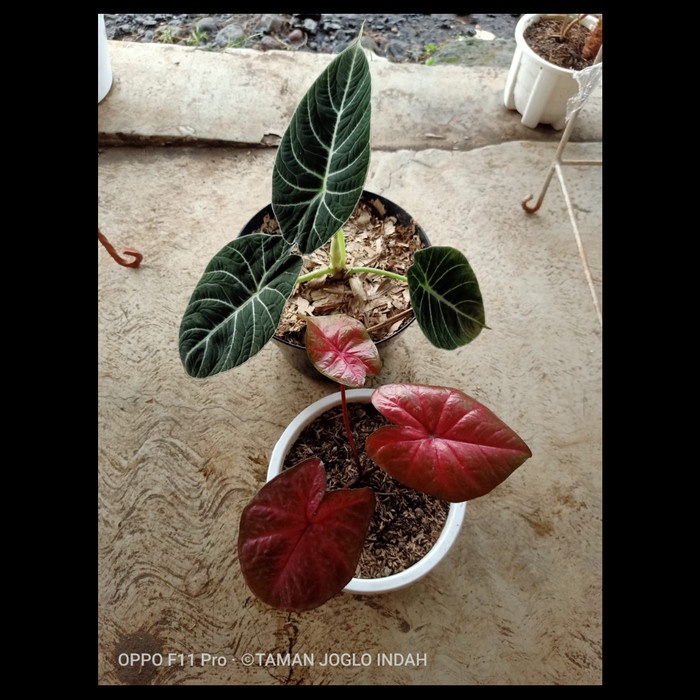 paket 2 tanaman hias caladium red devils dan alocasia black velvet
