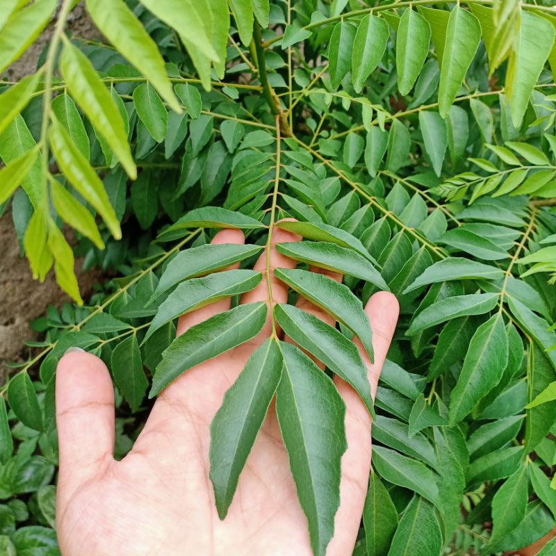 

HJE Daun Kari Salam Koja per batang