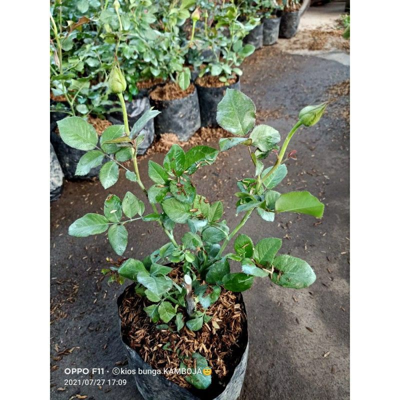 PROMO paket 3 bunga mawar hidup / tanaman hias bunga mawar hidup (bunga hijau, hitam, biru)