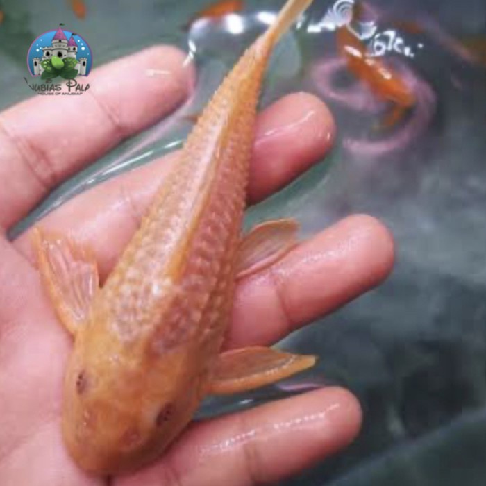 YiY- Ikan Pembersih Kaca Sapu-sapu Albino Kecil