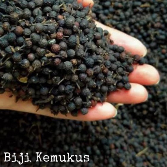 

Biji Kemukus 1kg Kering Organik Bean Pure Asli Tanaman Herbal Nusantara