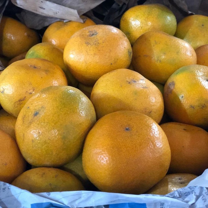 

HJK Jeruk Medan Berastagi Manis Segar