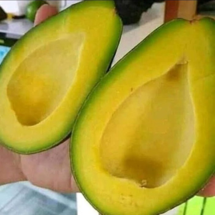 

HJK ALPUKAT MENTEGA ASLI jual per ( 1kg )