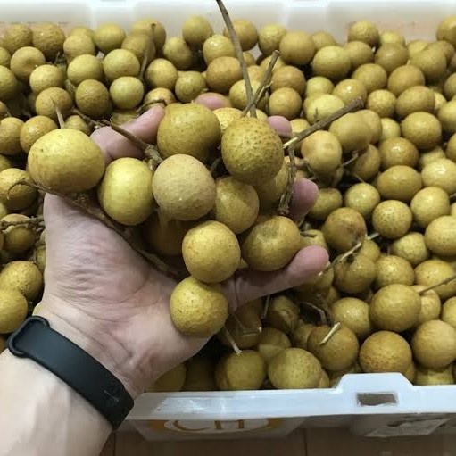 

HJK KLENGKENG BANGKOK MANIS / BUAH SEGAR DAN FRESH / 500 gram