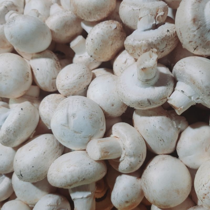 Jamur champignon / kancing 1 kg