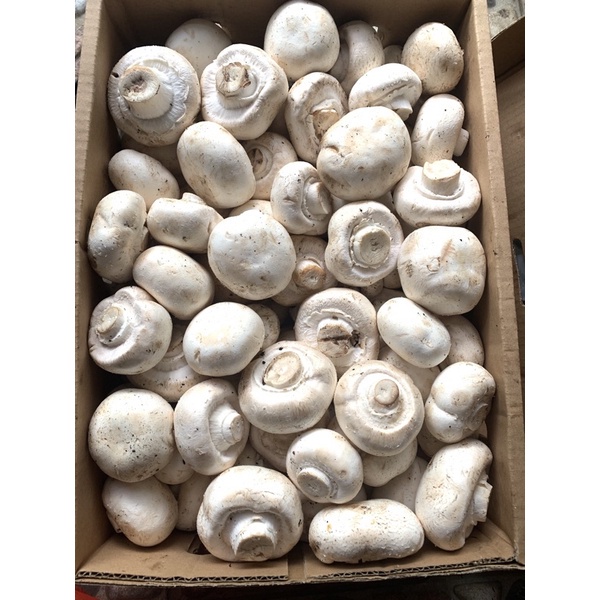 

Jamur kancing / jamur champignon