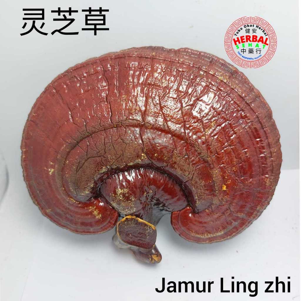 

Jamur Ling Zhi Utuh ASLI JAMUR LINGZHI KERING Berat 1 Biji adalah 65 sampai 85 gram