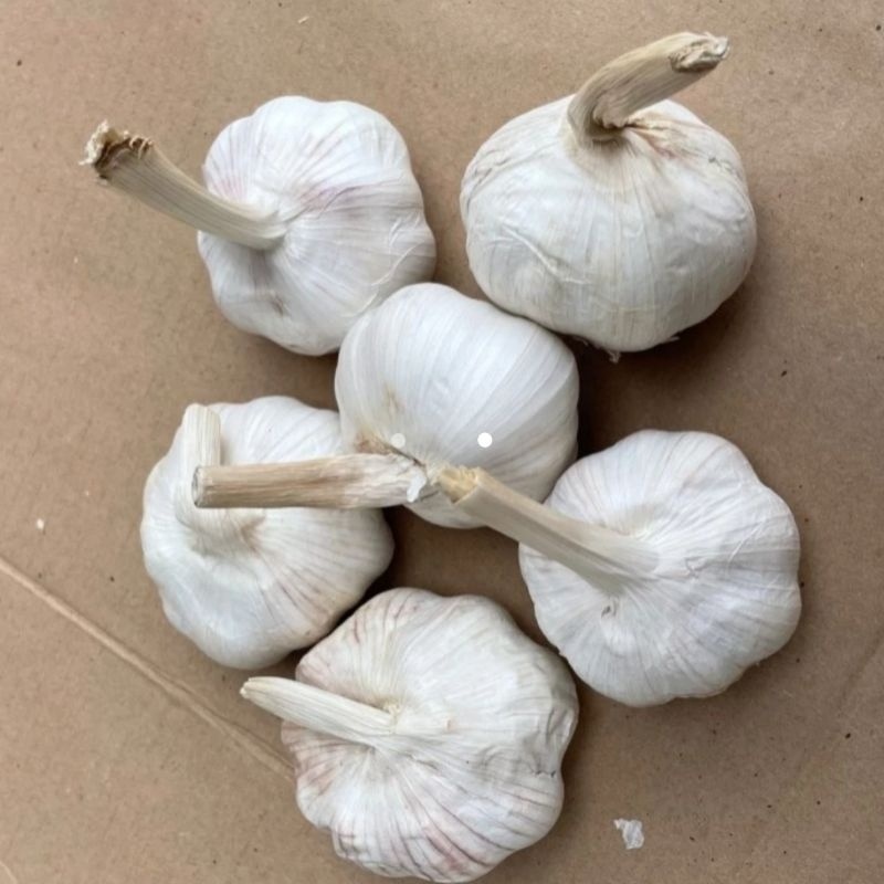 

Bawang Putih Honan / Banci Kotor Super 1 kg