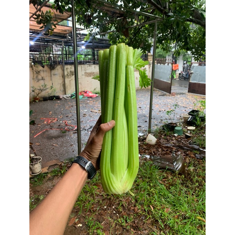 

Seledri stick impor / celery stick