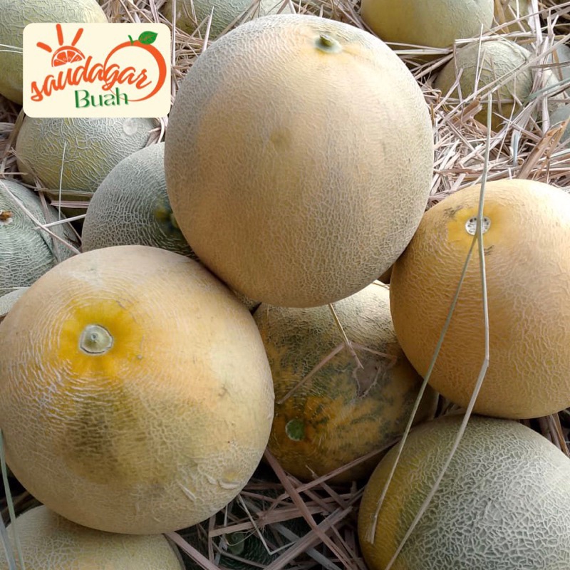 

BUAH MELON MADU MANIS