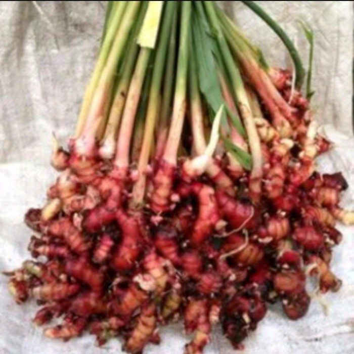 

HJK BIBIT POHON JAHE MERAH BERKUALITAS SUPER