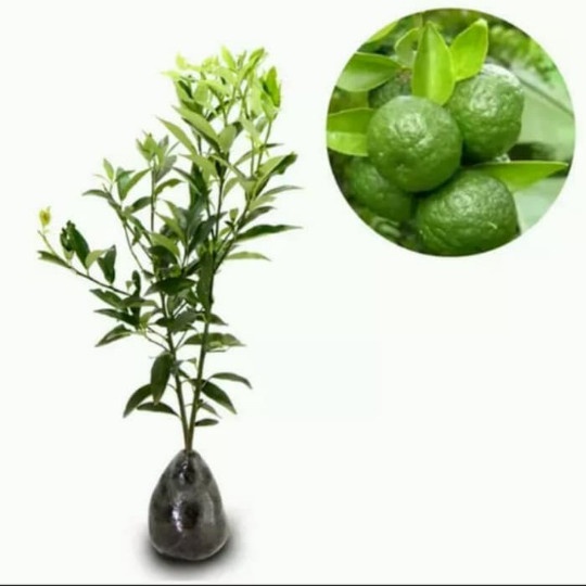 

HJK Bibit jeruk limo/pohon jeruk limau