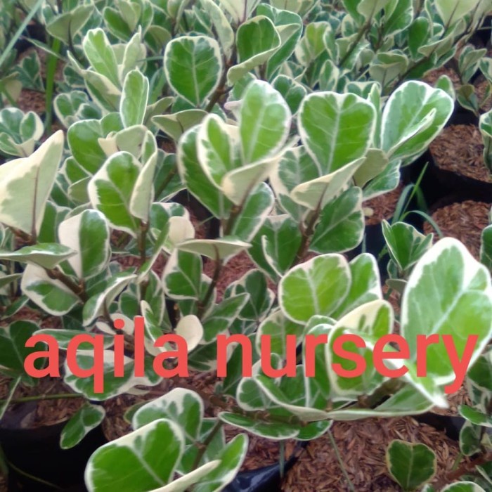 

HJK tanaman hias ficus triangularis paket 10 pohon