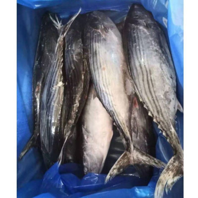 

ikan cakalang 1 kg beku kapal
