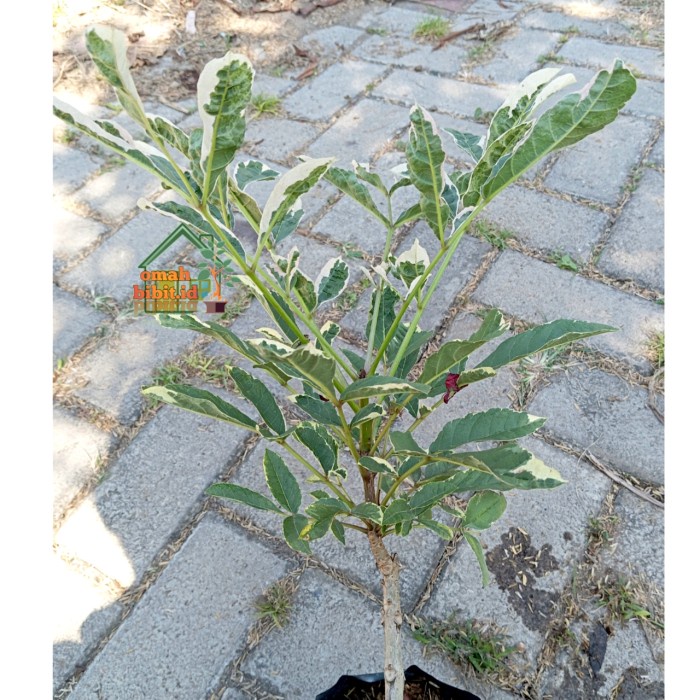 Promo Terbatas Tanaman Langka Pohon Sosis Variegata /Kigelia Africana Aman