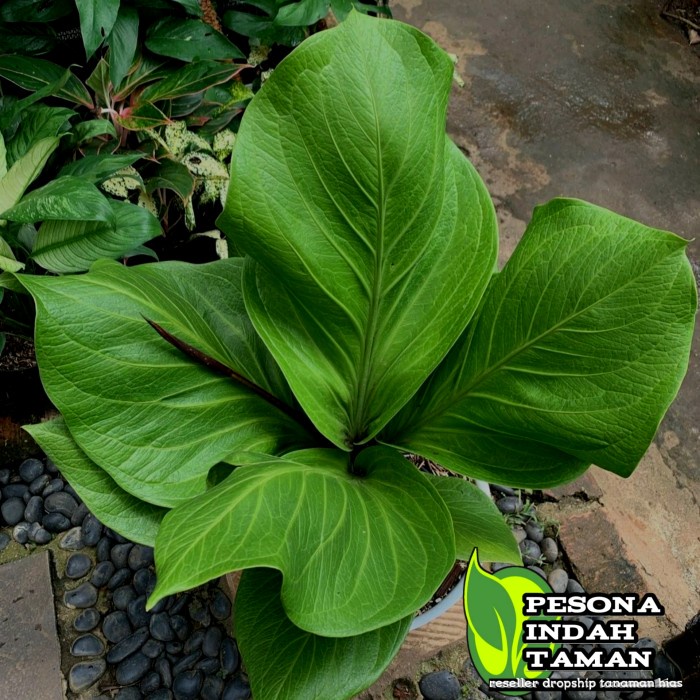 Sale Terbatas Anthurium Jemani Cobra Catalog Size Indukan - Jemani Cobra Plus Pot Aman