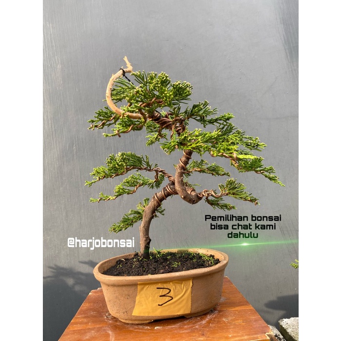 Jemari Bonsai Cemara Juniperus Sinensis Sudah Jadi Termasuk Pot.
