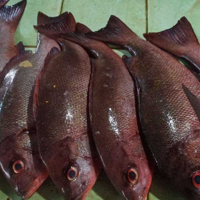 

(Good) kakap merah sawo