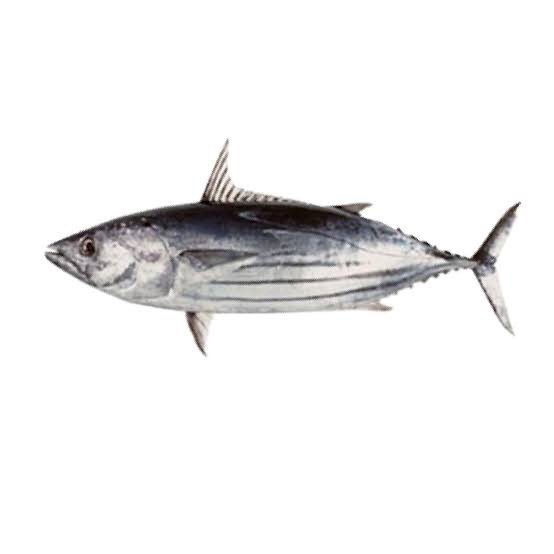 

(Good) Ikan Tongkol Segar