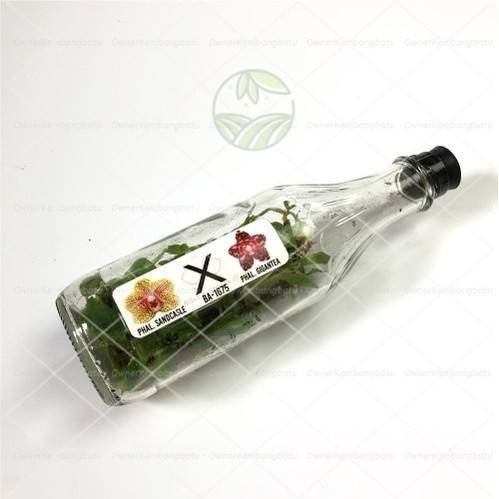 JTTOP BIBIT ANGGREK BULAN BOTOL ANGGREK BULAN BOTOL ANGGREK BULAN