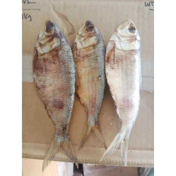 

Ikan Asin Belo Jumbo 1 Kg Gram Cita Rasa Laut yang Tak Tertandingi untuk Sajian Lezat Sehari-hari