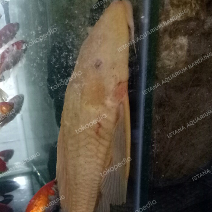 *Ready* Ikan Sapu Albino Jumbo
