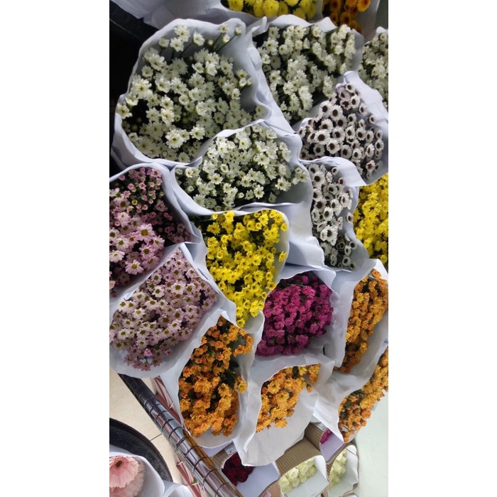 BUNGA POTONG BABY ASTER/BUNGA ASTER