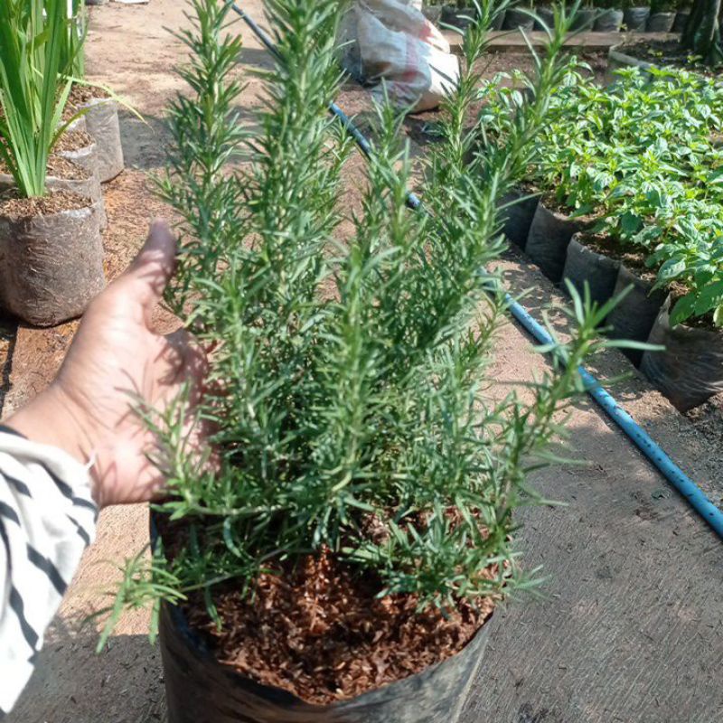 Baru Tanaman Rosemary, Pohon Rosemary Ukuran Besar