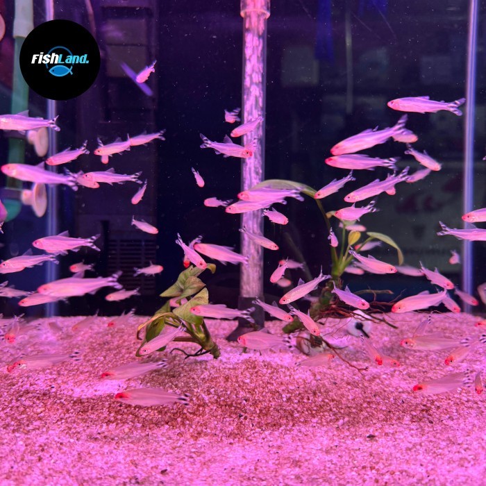 (BestSeller) Ikan Hias Red Nose Tetra / Aquascape / Hiasan Aquarium / Air Tawar