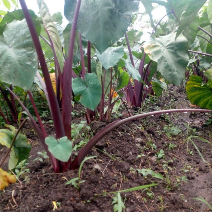 [BestSeller] bibit talas jepang merah