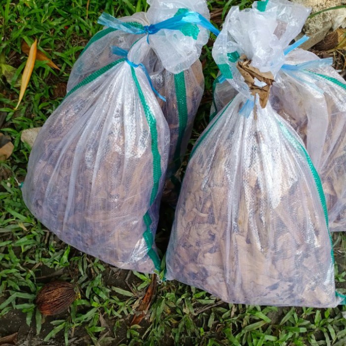 [BestSeller] Jangkrik Alam Hidup Karungan Setengah Kilo