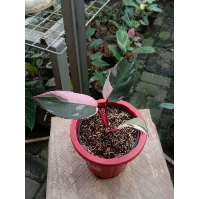 {{ philodendron black cherry variegata Ready}}