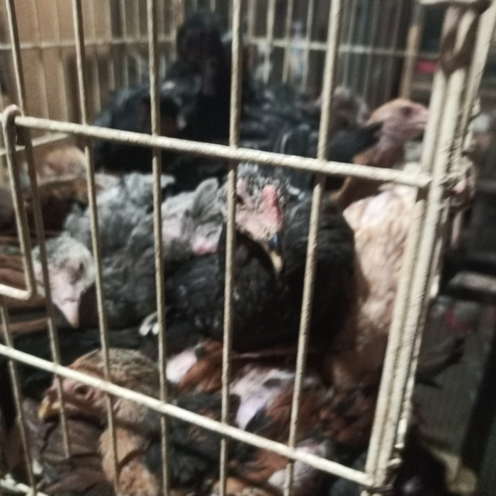 anakan ayam bangkok usia 2 bulanan