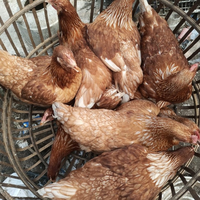ayam petelur 16+ pakan 1 karung+ kandang 2 pen.bonus vitachik dan vit