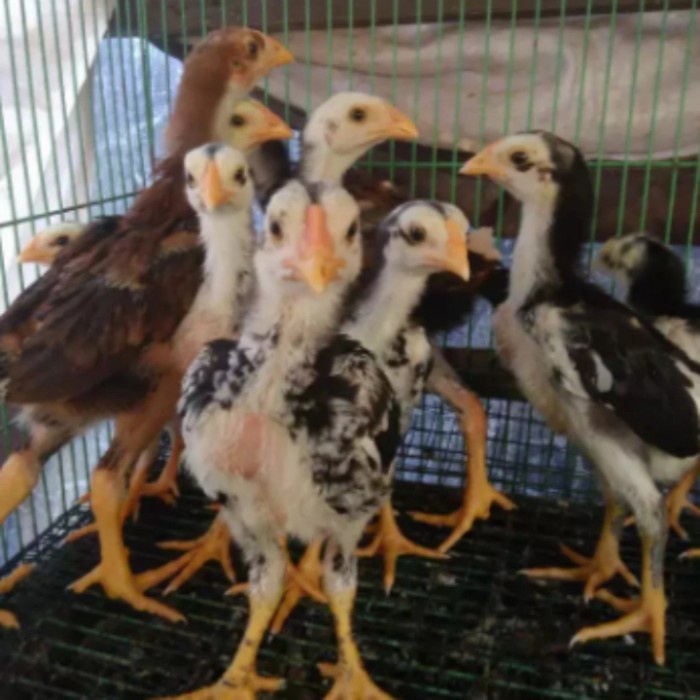 anak ayam bangkok super blorok madu/ur 1bulan