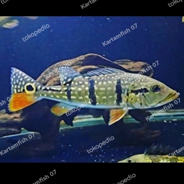 peacock bass pbass temensis Venezuela