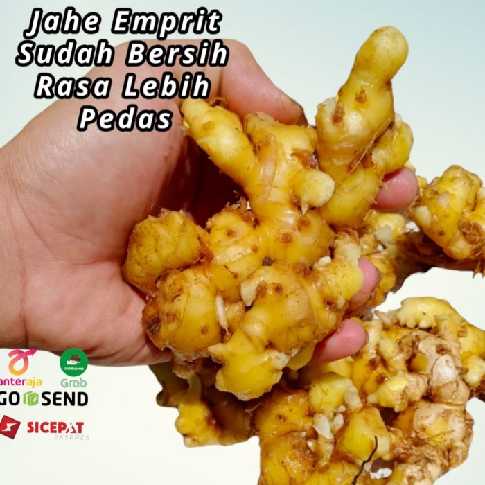 

Jahe Emprit 1 kg Rasa Lebih pedas bersih Tidak berat dengan tanah