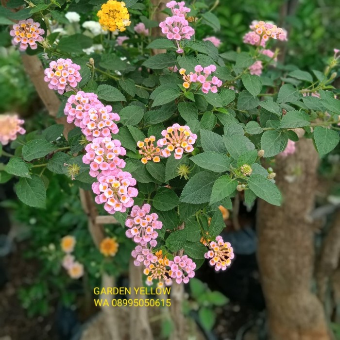 TANAMAN HIAS BONSAI BUNGA LANTANA 5 WARNA TINGGI 1,5 METER