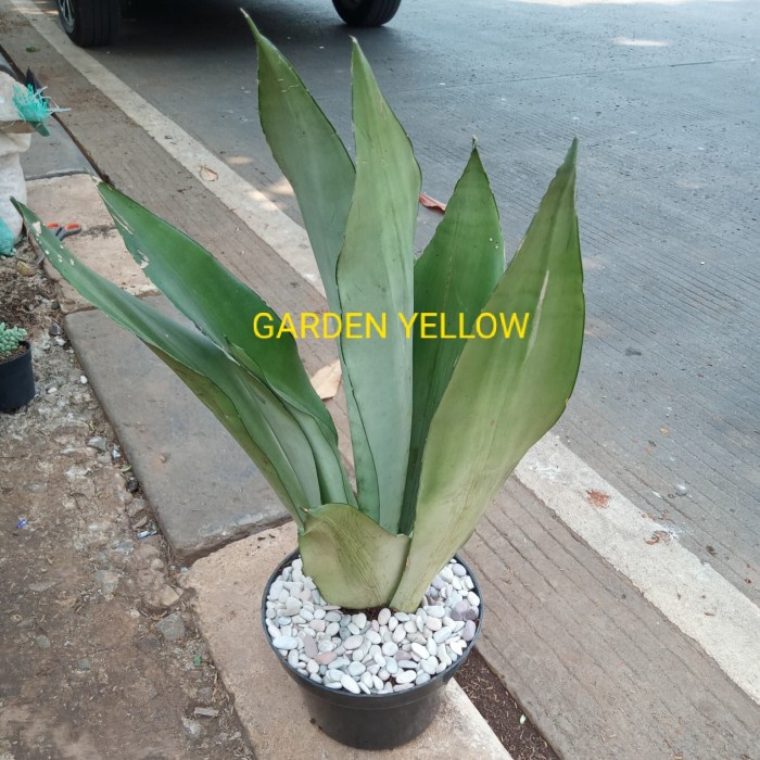 TANAMAN LIDAH MERTUA / SENSIVERA MOONS WHIT +POT DAN BATU