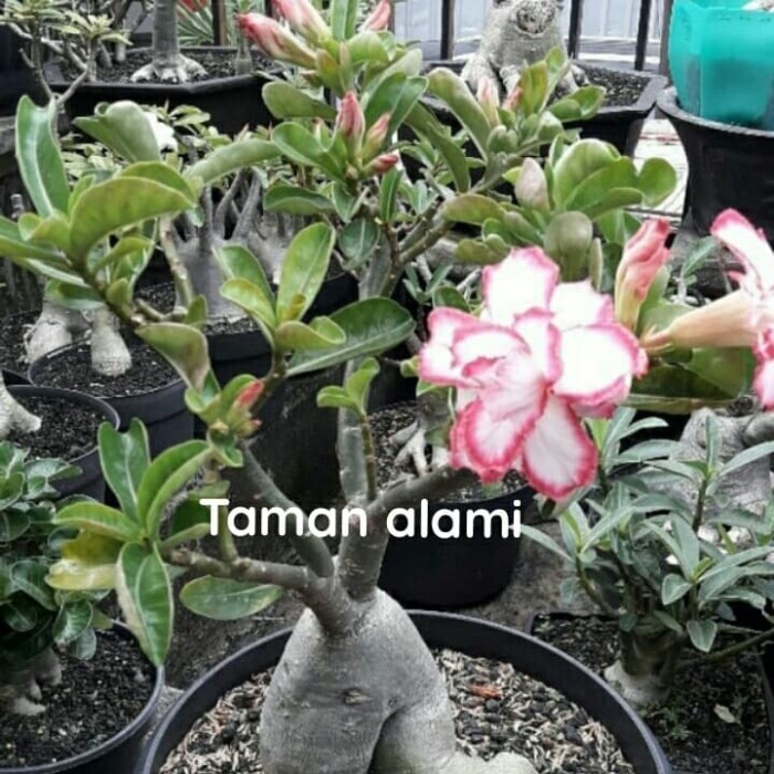 tanaman adenium cabang seribu - bibit tanaman adenium cabser