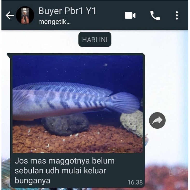 New Maggot Yellow Grade A++ Untuk Proges Bunga Dan Warna Channa Maru Yellow Sentarum Ys (Kemasan
