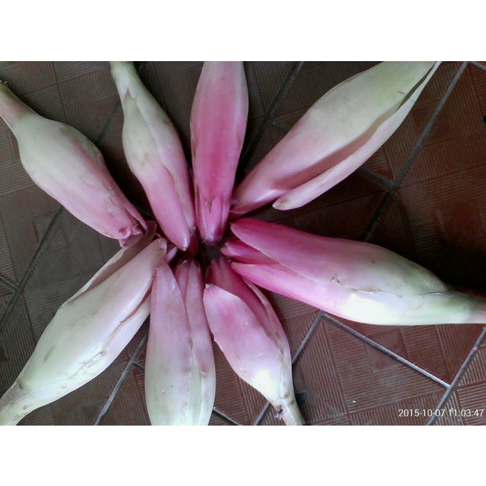 

Kincung atau Kembang Rias