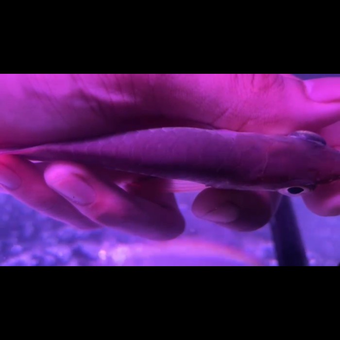 Kualitas No1 Arowana Super Red Short Body Itl ( I Tiaw Lung ) 15-16Cm Perfect