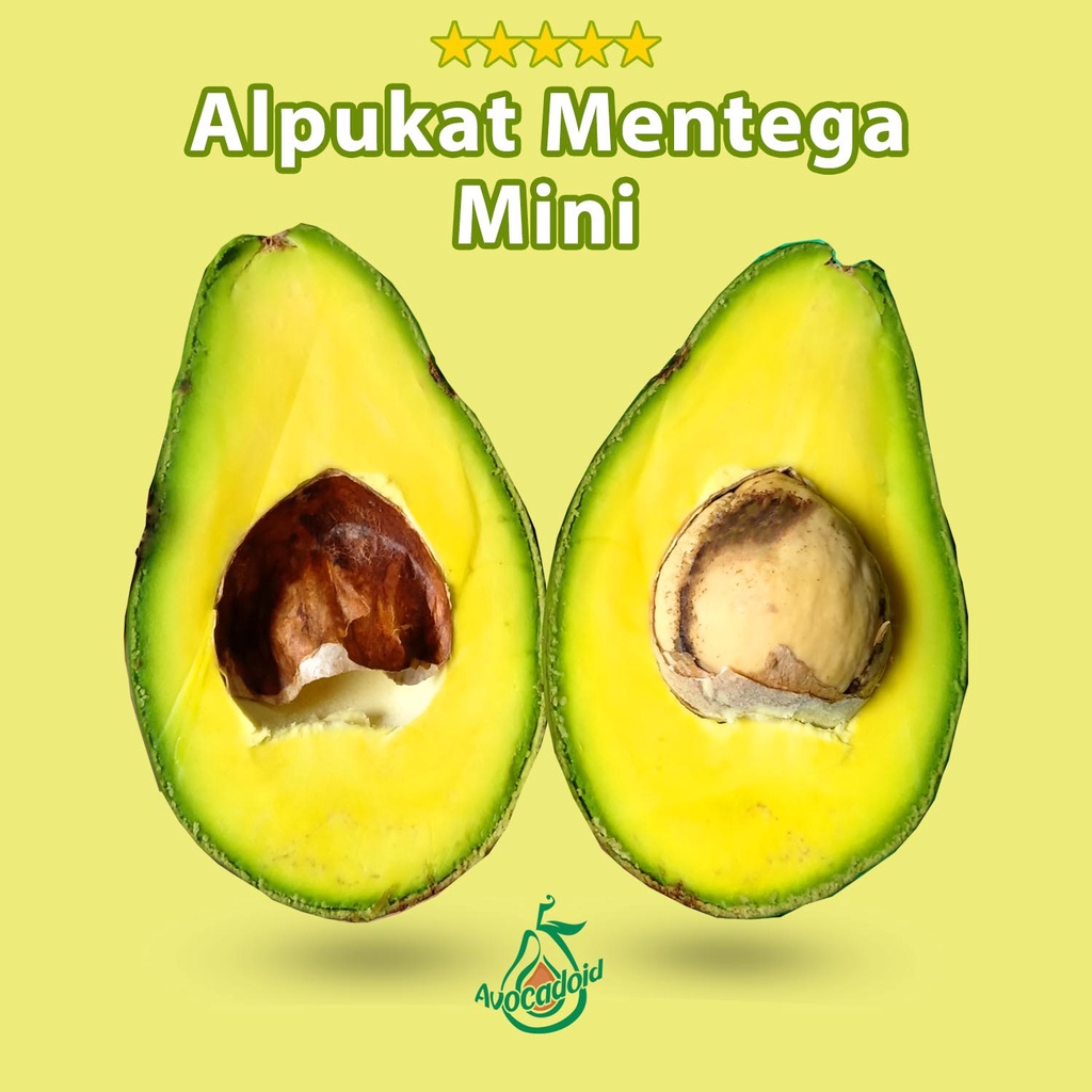 

Alpukat Mentega Mini Bergaransi WE!