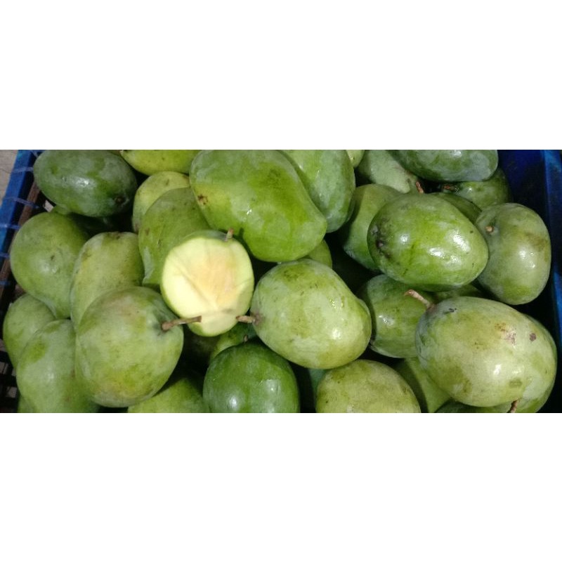 

Mangga KOPYOR TO muda mentah 1 kilogram Manis Segar Tidak begitu asem mentah fresh mangga mengkel