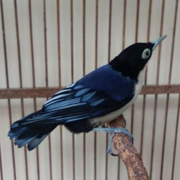 Burung rambatan doraemon