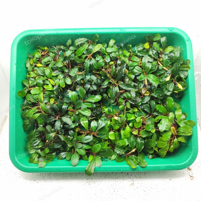 PREMIUM bucephalandra mini mix clum / buce mini / buce nampan