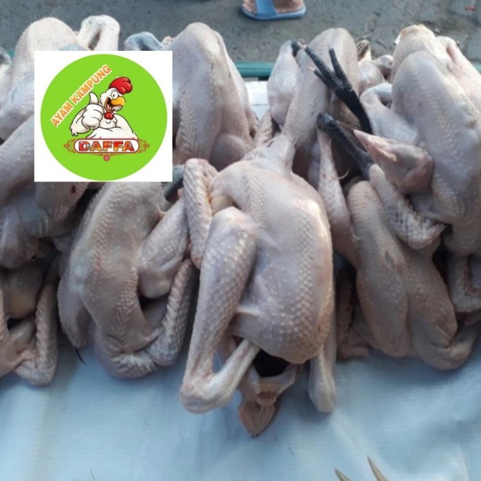 

(TopSeller) AYAM KAMPUNG MEDIUM 700-800gr